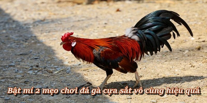 Đá Gà Cựa Sắt – Sảnh Đấu Nảy Lửa, Cá Cược Hấp Dẫn Tại F8BET