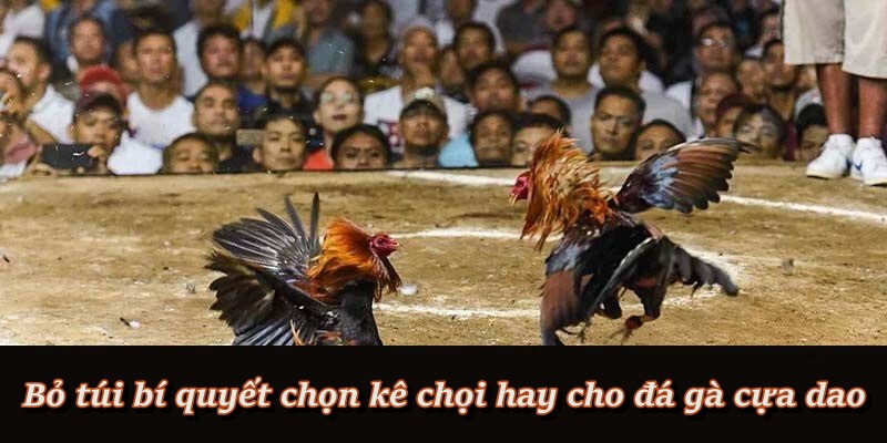 Đá Gà Cựa Dao – Đấu Trường Kịch Tính Dành Cho Cao Thủ F8BET Đá Gà Cựa Dao – Đấu Trường Kịch Tính Dành Cho Cao Thủ F8BET