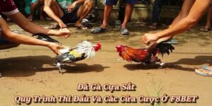 Đá Gà F8BET - Sảnh Cá Cược Đá Gà Trực Tiếp, Đá Gà Thomo