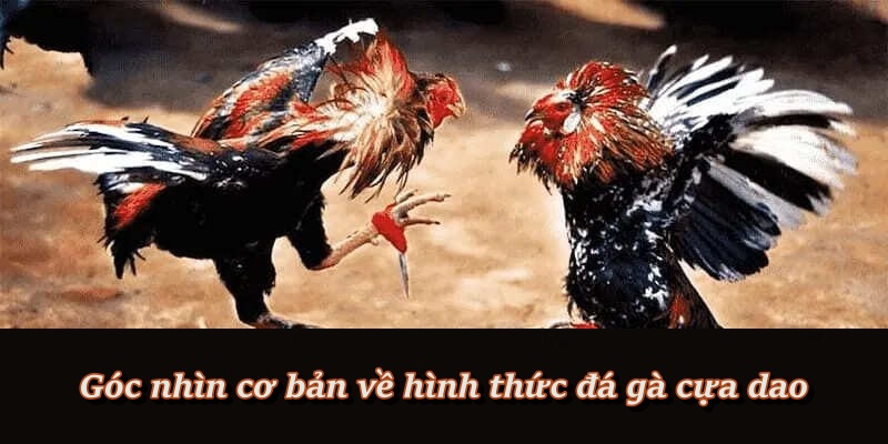 Đá Gà Cựa Dao – Đấu Trường Kịch Tính Dành Cho Cao Thủ F8BET Đá Gà Cựa Dao – Đấu Trường Kịch Tính Dành Cho Cao Thủ F8BET