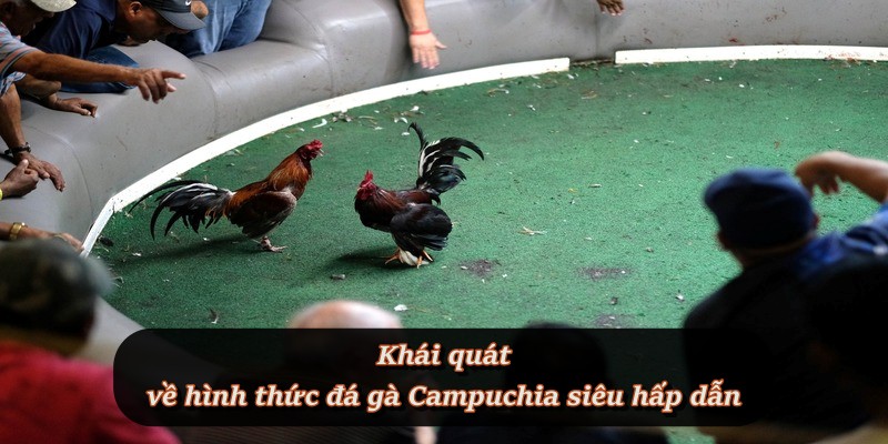 Đá Gà Campuchia – Môn cá cược đối kháng hấp dẫn tại F8BET Đá Gà Campuchia – Môn cá cược đối kháng hấp dẫn tại F8BET