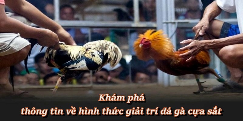 Đá Gà Cựa Sắt – Sảnh Đấu Nảy Lửa, Cá Cược Hấp Dẫn Tại F8BET