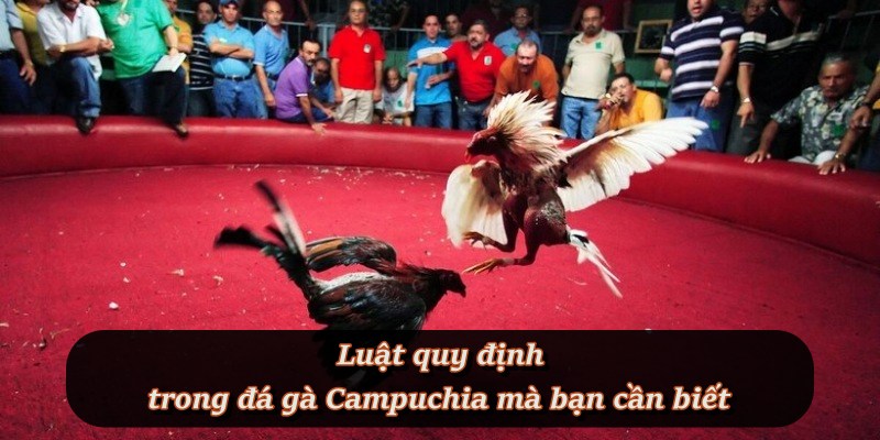 Đá Gà Campuchia – Môn cá cược đối kháng hấp dẫn tại F8BET Đá Gà Campuchia – Môn cá cược đối kháng hấp dẫn tại F8BET