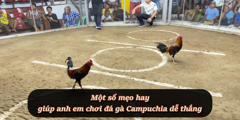 Đá Gà Campuchia – Môn cá cược đối kháng hấp dẫn tại F8BET Đá Gà Campuchia – Môn cá cược đối kháng hấp dẫn tại F8BET