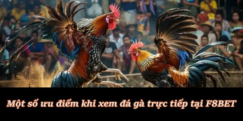Đá Gà Trực Tiếp – Hình thức cá cược “hot hit” tại F8BET Đá Gà Trực Tiếp – Hình thức cá cược “hot hit” tại F8BET