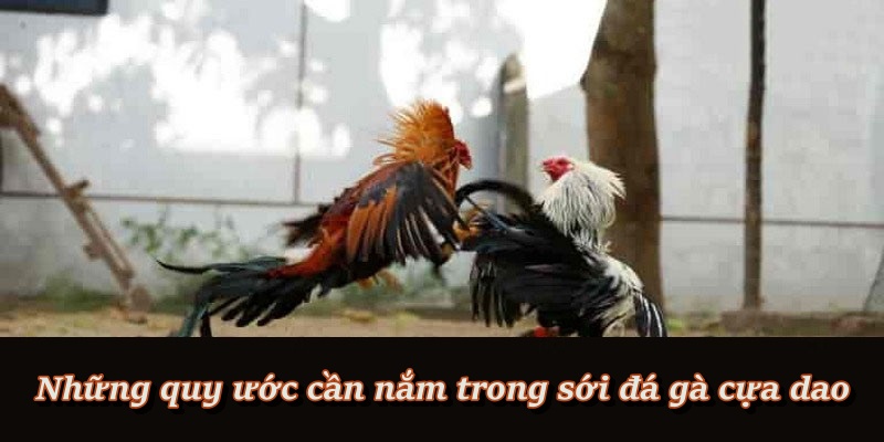 Đá Gà Cựa Dao – Đấu Trường Kịch Tính Dành Cho Cao Thủ F8BET Đá Gà Cựa Dao – Đấu Trường Kịch Tính Dành Cho Cao Thủ F8BET