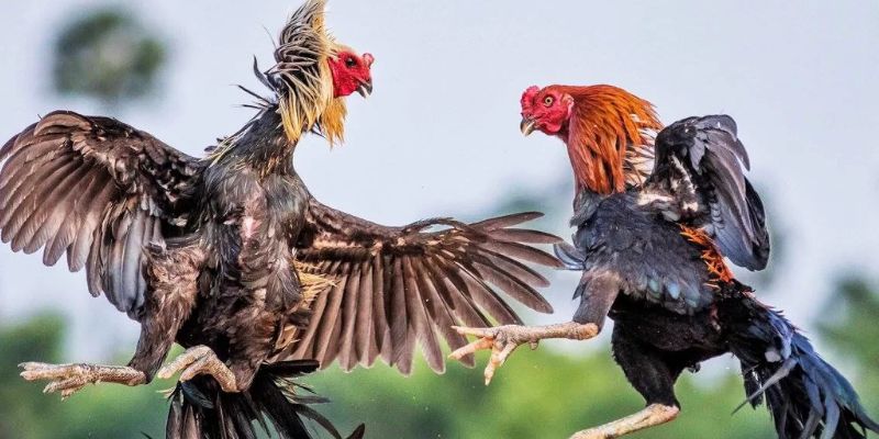 Đá Gà F8BET - Sảnh Cá Cược Đá Gà Trực Tiếp, Đá Gà Thomo
