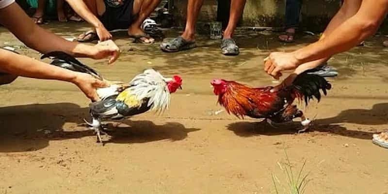 Đá Gà F8BET - Sảnh Cá Cược Đá Gà Trực Tiếp, Đá Gà Thomo