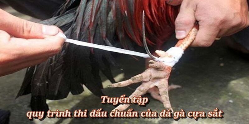 Đá Gà Cựa Sắt – Sảnh Đấu Nảy Lửa, Cá Cược Hấp Dẫn Tại F8BET