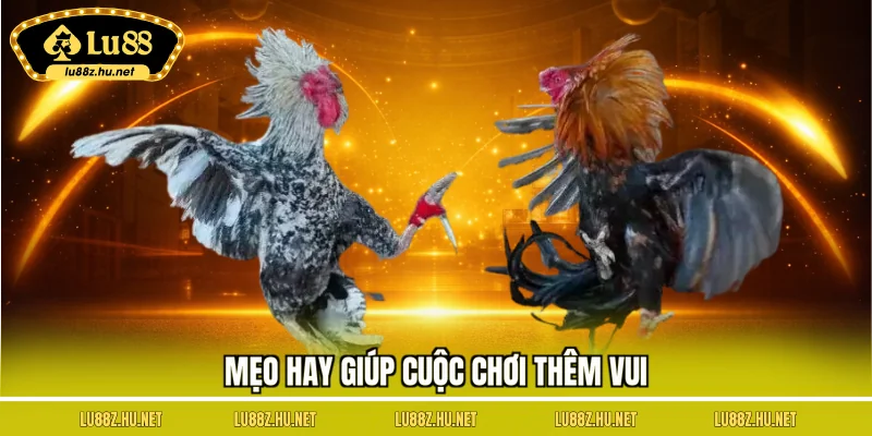 Đá Gà Nòi - Lựa Chọn Lý Tưởng Cho Mọi Cuộc Chơi Của Bạn