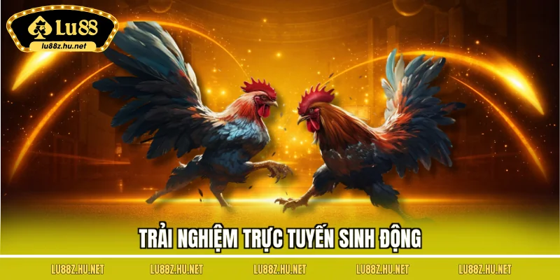 Đá Gà Nòi - Lựa Chọn Lý Tưởng Cho Mọi Cuộc Chơi Của Bạn